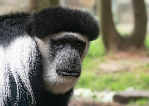 istock Black and White Guereza Colobus 1212244327