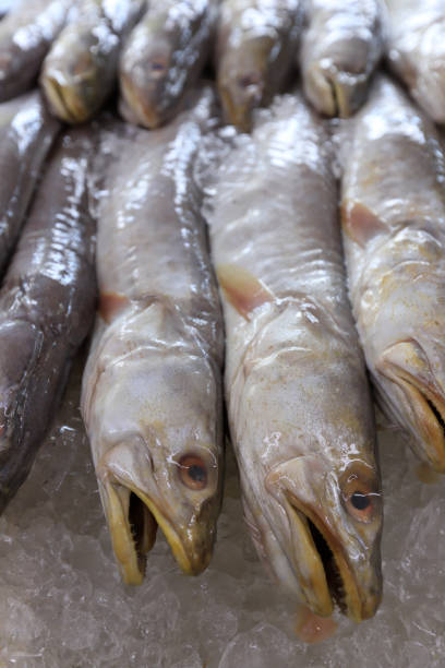 istock fish to sale at market 1212244648