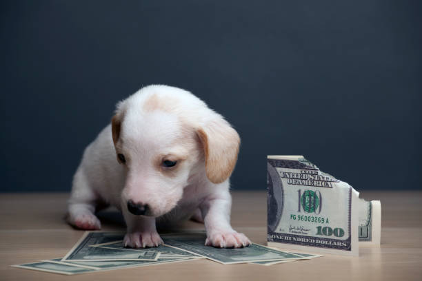 istock image of dog money dark background 1212246922