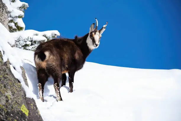 Adorable tatra chamois, rupicapra rupicapra tatrica, standing on the frozen slope of the mountain and looking down. Alpine animal in the nature with blue sky. Curious mammal with horns covered by snow