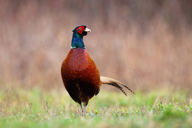 istock Front view of common pheasant male cock in springtime 1212249260
