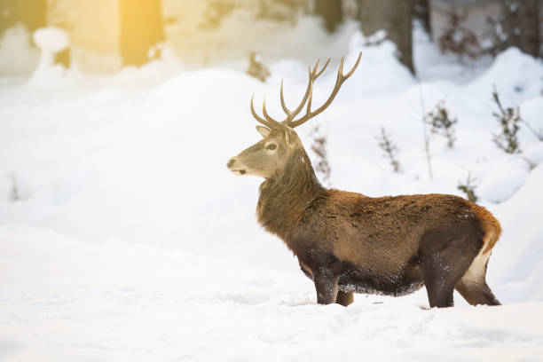 istock Red deer stag standing in deep snow in the morning while sun is raising 1212249281