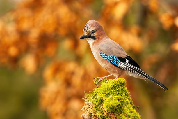 istock Horizontal composition of Eurasian jay sitting on trunk with copy space 1212249449