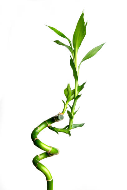 흰색 배경, 스튜디오 샷에 고립 된 대나무 새싹. - bamboo shoot leaf bamboo green 뉴스 사진 이미지