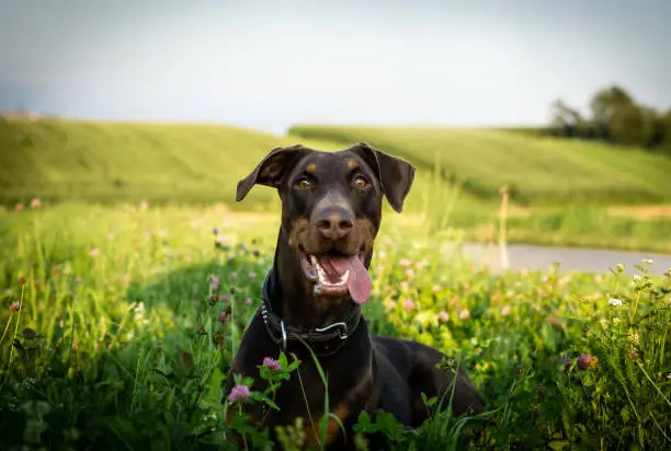 Doberman dog lays on grass and smiles at the camera at a park outdoors.