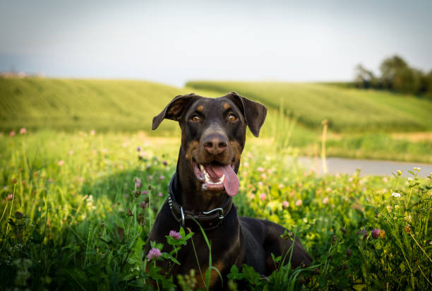 dobermann deitado na grama ao ar livre - doberman pinscher - fotografias e filmes do acervo