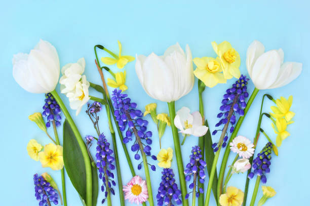 istock Spring blossoming flowers and tulips bright background 1212253648