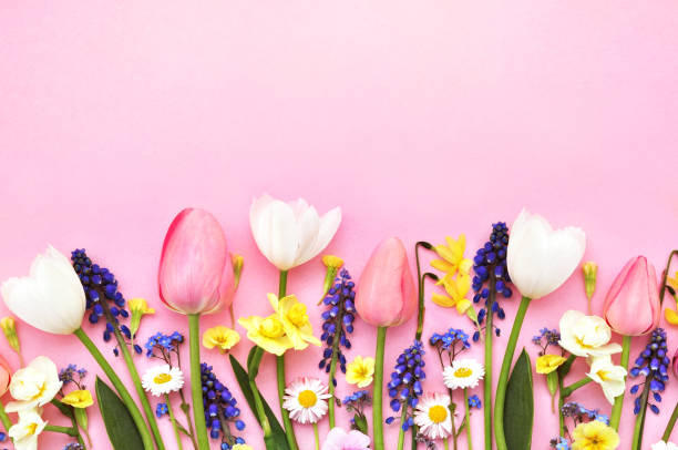 istock Spring blossoming flowers and tulips bright background 1212254035