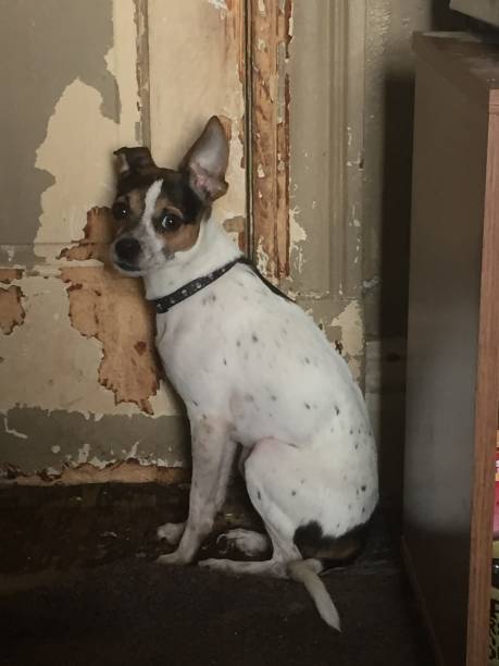 istock Dog at the door 1212255218