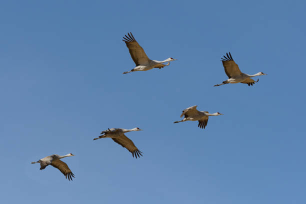 istock Migrating Greater Sandhill Cranes in Monte Vista, Colorado 1212256384