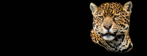 istock Template of Jaguar with a black background 1212256766