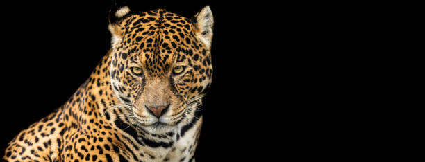 istock Template of Jaguar with a black background 1212257449