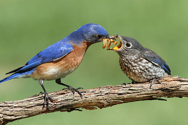 Male Eastern Bluebird With Baby  bluebird bird stock pictures, royalty-free photos & images