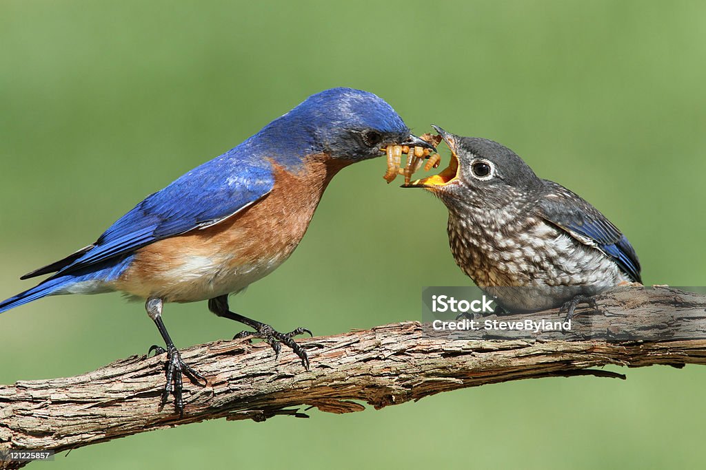 Macho Sialia sialis com Bebé - Royalty-free Pássaro azul Foto de stock