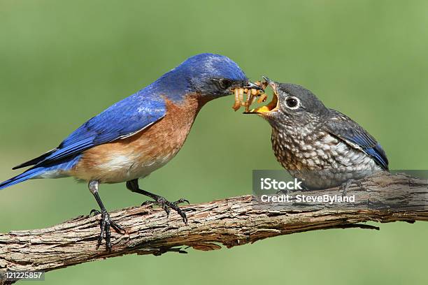 Macho Sialia Sialis Com Bebé - Fotografias de stock e mais imagens de Pássaro azul - Pássaro azul, Minhoca, Pássaro jovem