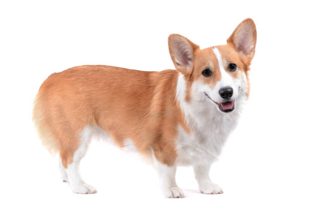 istock pembroke welsh corgi standing 1212258670