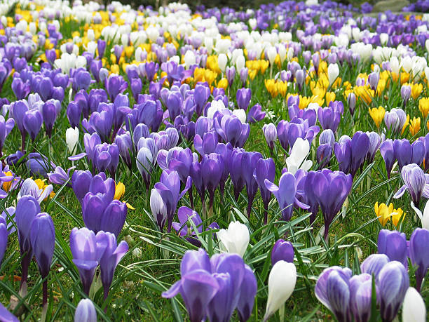 lawn cheio de roxo, branca e amarela croco na primavera - single flower flower crocus bud imagens e fotografias de stock