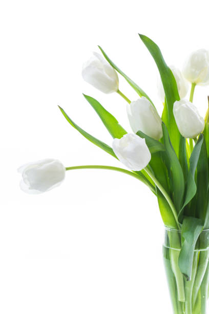 istock beautiful bouquet of white tulips on white background 1212259737
