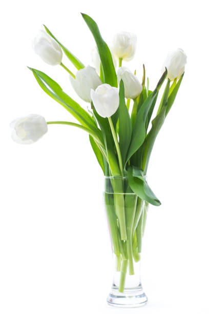 istock beautiful bouquet of white tulips on white background 1212259765