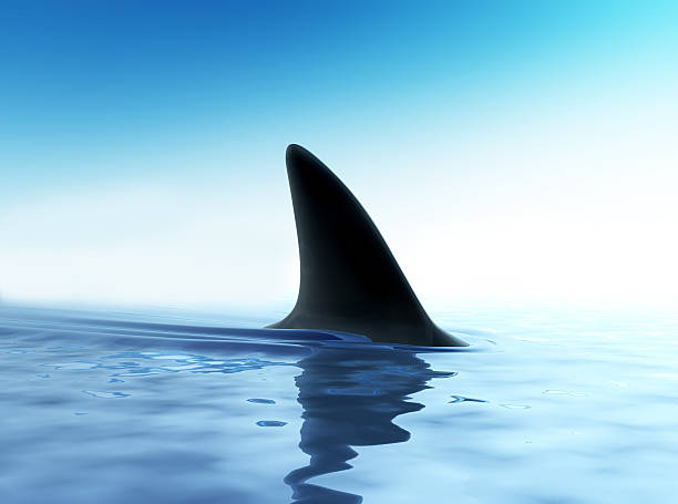 Close up of shark fin above water stock photo