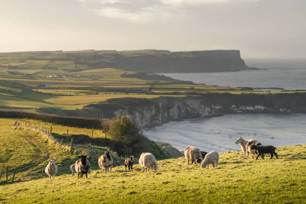 rebaño de ovejas y cabras de pie en el campo al atardecer con fondo marino y colinas ondulantes - irlanda del norte fotografías e imágenes de stock