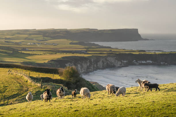 바다 배경과 구불구불한 언덕이 있는 해질녘 들판에 서 있는 양과 염소 무리 - 북부 아일랜드 뉴스 사진 이미지
