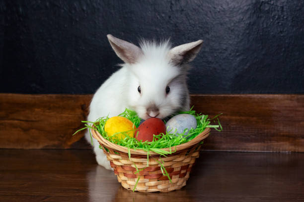 istock Bunny rabbit with Easter eggs in a basket on a wooden background. Fluffy white rabbit. Easter card. Concept of the Easter holiday. 1212261797