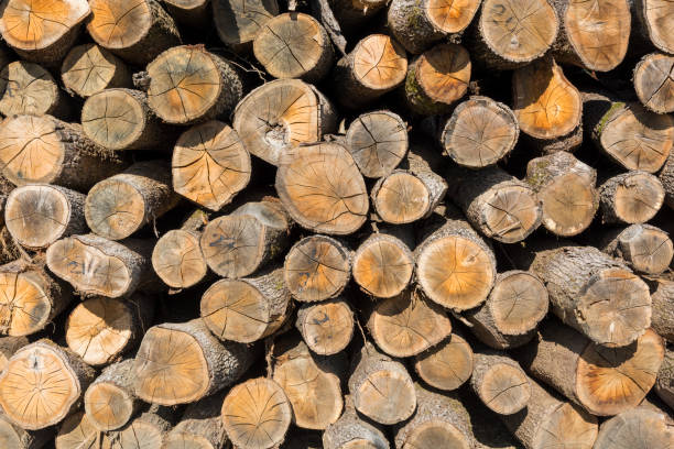 istock Wooden log stacks backgrounds 1212262323