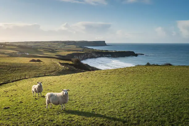 Two sheep standing in grassy field with green rolling hills, with coastal sea in background at sunset, along County Antrim coast, Northern Ireland, looking at camera
