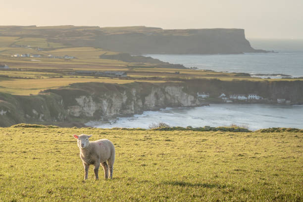 istock Lamb standing in field at sunset overlooking sea 1212263891
