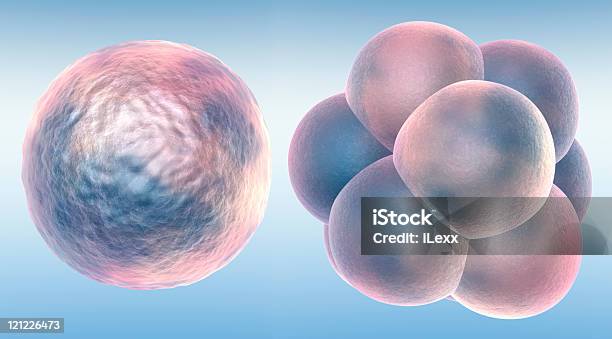 Embrio W Dwóch Etapach Rozmiar Xxxl - zdjęcia stockowe i więcej obrazów Badania - Badania, Bez ludzi, Beżowy