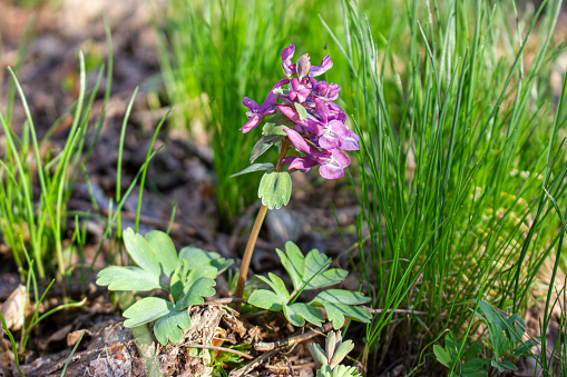 Corydalis solida, spring flowers grow in the forest. Purple flowers between green grass.