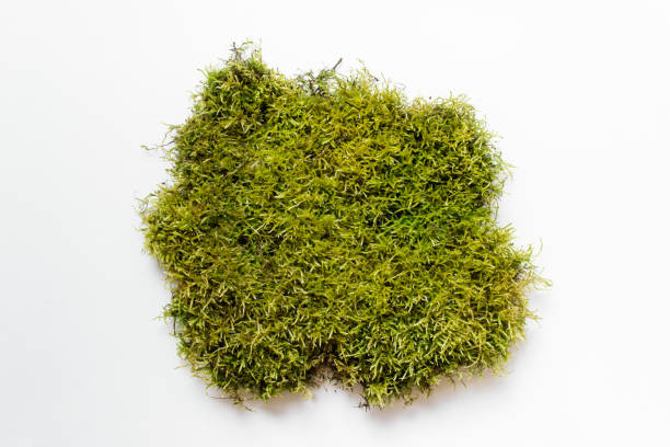 istock Large piece of wild forest green moss 1212271095