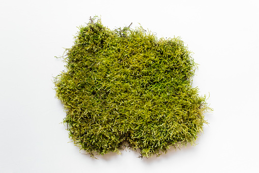Large piece of green natural forest moss on white background.