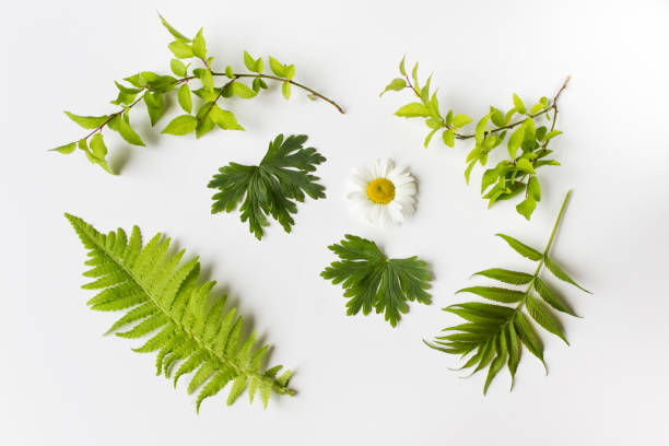 istock Set of plant leaves collection on white backgound 1212271381