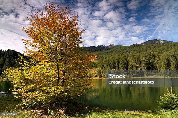 Photo libre de droit de Automne Feuilles Larges banque d'images et plus d'images libres de droit de Arbre - Arbre, Arbre à feuilles caduques, Automne