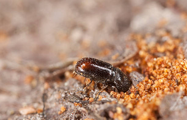 Extreme close-up of a Bark borer working on wood stock photo