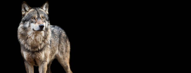 istock Template of Lion and Tiger with a black background 1212274744