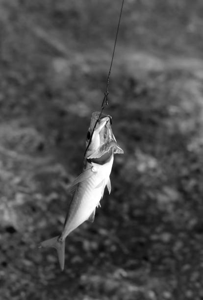 istock Freshly caught small fish on a fishing hook 1212275805