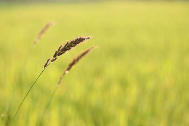 poaceae delicate flower with rice field background