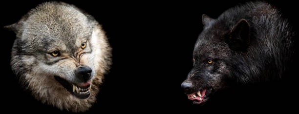 istock Template of wolfs with a black background 1212276771