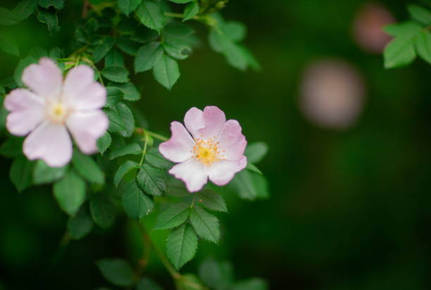 rosa palustris. zbliżenie makro strzał z dwóch różowych kwiatów z żółtym wejść w lecie na zewnątrz - laevigata zdjęcia i obrazy z banku zdjęć