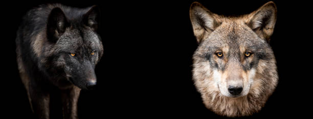 istock Template of wolfs with a black background 1212281772