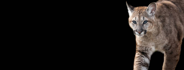 istock Template of Cougar with a black background 1212281851