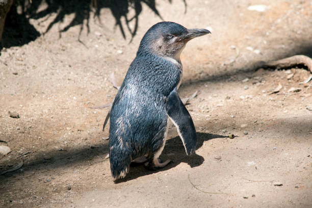 the fairy oenguin is going to the water