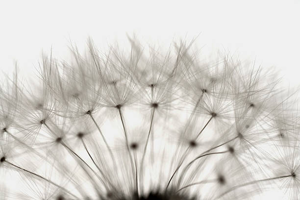 istock seeds of a dandelion 121228306