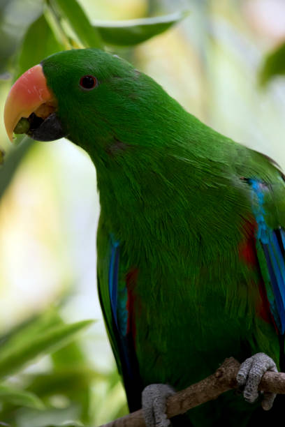 istock this is a close up of an electus parrot 1212283308
