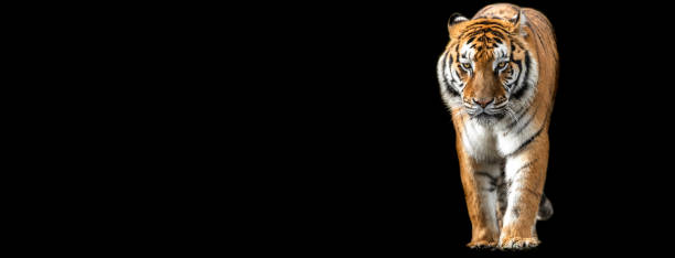 istock Template of Tiger with a black background 1212283310