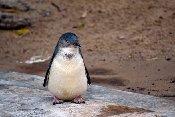 istock the fairy penguin is resting 1212283480