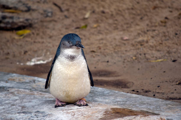 фея пингвин отдыхает - fairy penguin стоковые фото и изображения